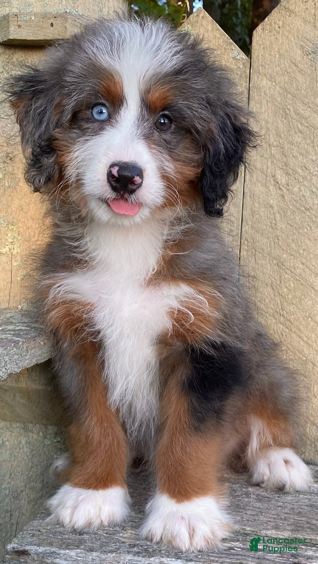 Mini Bernedoodle dogs for sale: 💛 In Boston Massachusetts 💛 One Blue Eye 💛 Mini Bernedoodle 💛 - Image 8