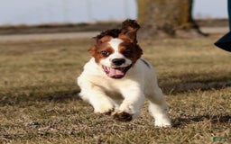 Saint Berdoodles dogs for sale: Bianca - Image 26