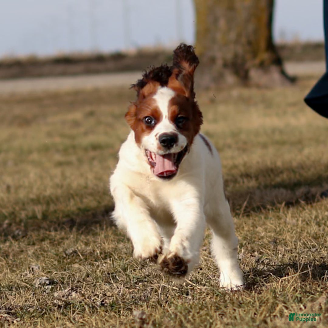 Saint Berdoodles dogs for sale: Bianca - Image 26