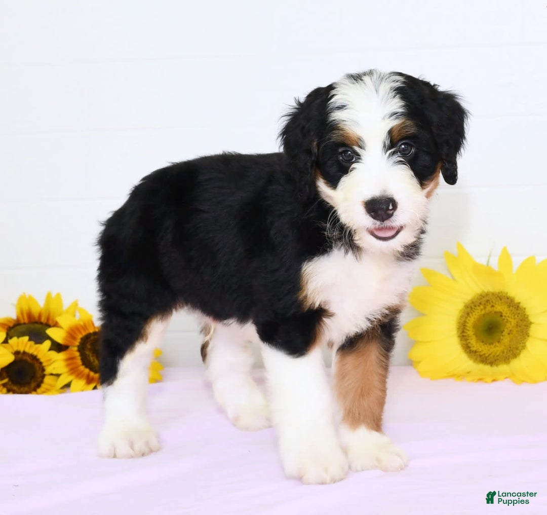Mini Bernedoodle dogs for sale: Ben - Image 4