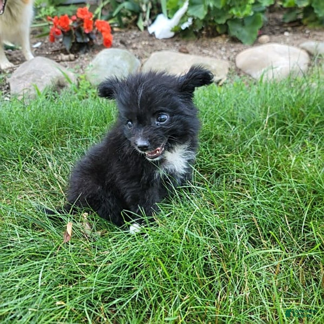 Pomeranian dogs for sale: Oreo - Image 10