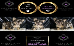 French Bulldog dogs for sale: Truffle - Image 5