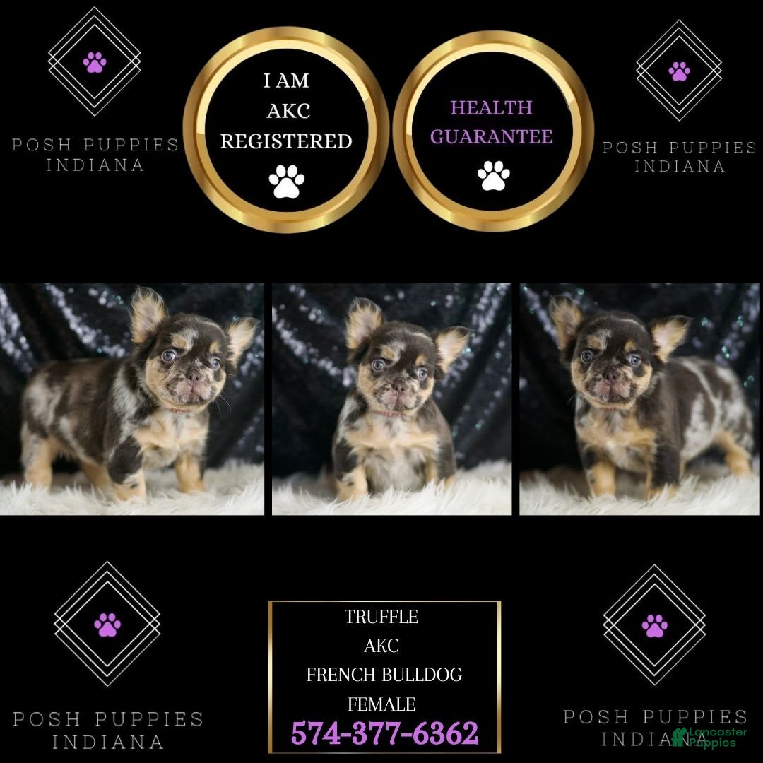 French Bulldog dogs for sale: Truffle - Image 5