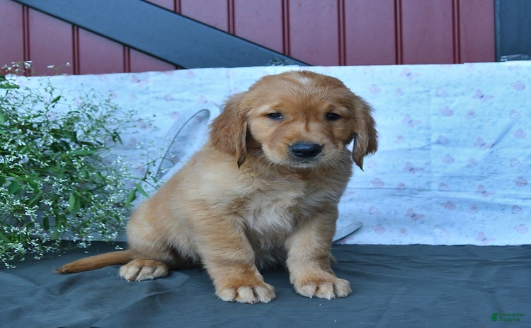 Golden Retriever dogs - Advert 4