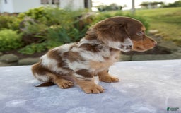 Miniature Dachshund dogs for sale: Finley - Image 5