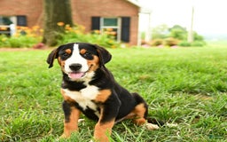 Greater Swiss Mountain Dog dogs for sale: Copper - Image 8