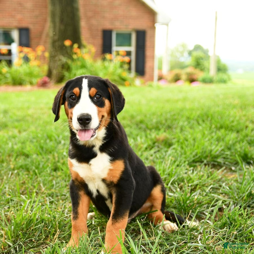 Greater Swiss Mountain Dog dogs for sale: Copper - Image 8