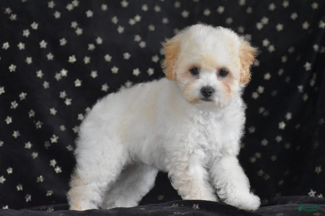 Miniature Poodle dogs for sale: Oakley - Image 4