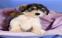 Miniature Schnauzer dogs for sale: Bethany - Image 9