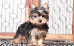 Yorkshire Terrier dogs for sale: Gunner - Image 2