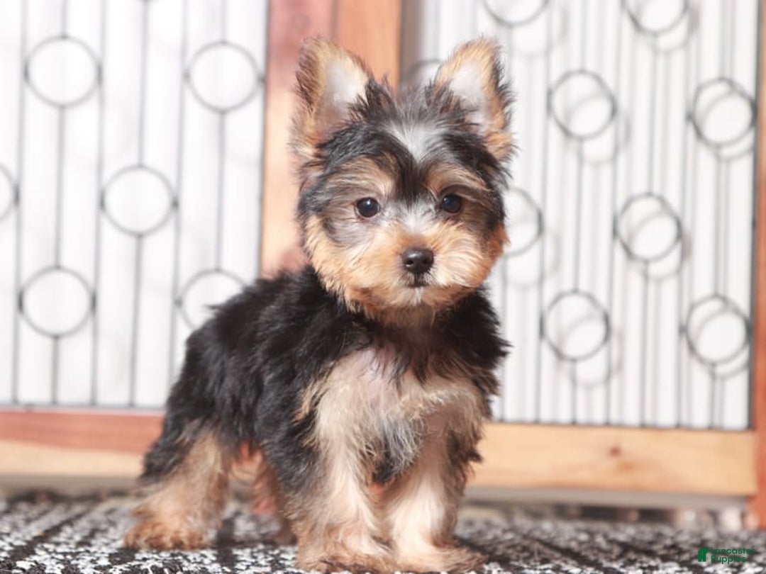 Yorkshire Terrier dogs for sale: Gunner - Image 2