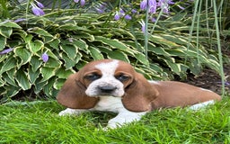 Basset Hound dogs for sale: Willow - Image 4