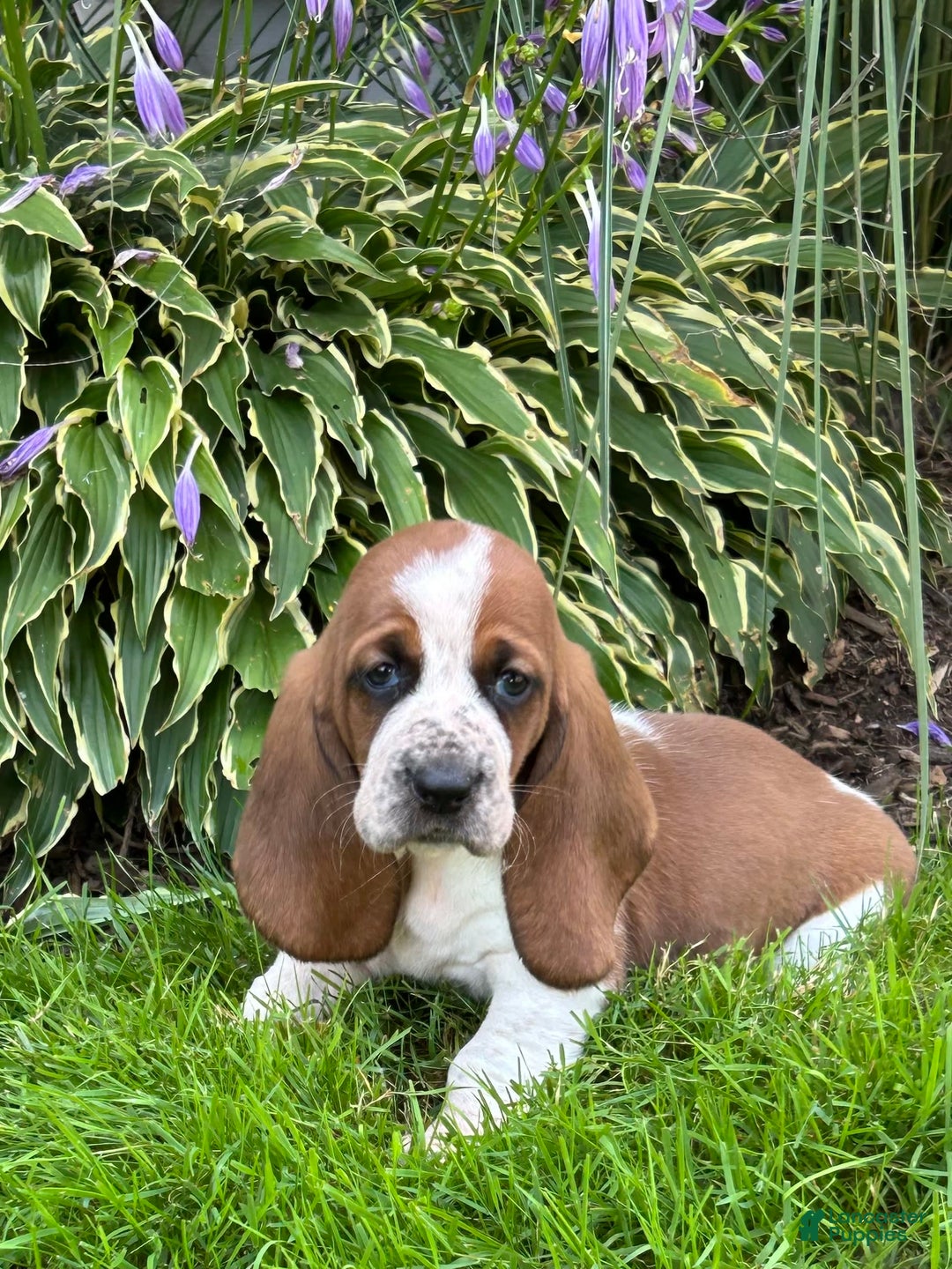 Basset Hound dogs for sale: Willow - Image 4