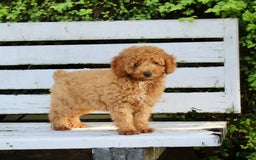 Miniature Poodle dogs for sale: Jack - Image 3