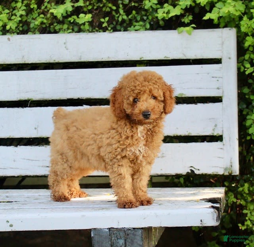 Miniature Poodle dogs for sale: Jack - Image 3