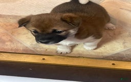 Shiba Inu dogs for sale: Scooby - Image 4