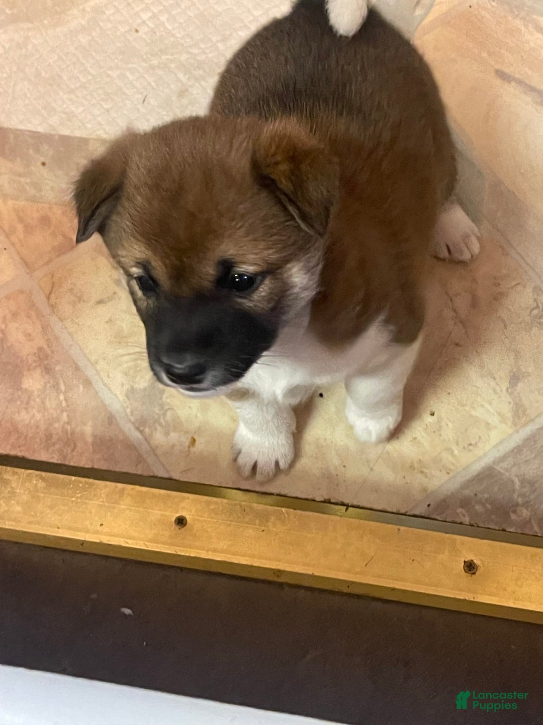 Shiba Inu dogs for sale: Scooby - Image 4