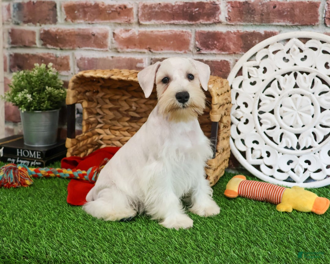 Miniature Schnauzer dogs for sale: Charles - Image 9