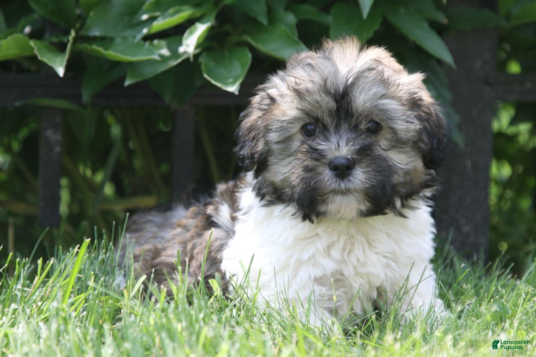 Havanese dogs for sale: Calvin - Image 7