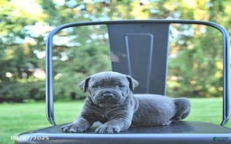 Cane Corso dogs for sale: Cane Corso 12 puppies - Image 25