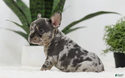 French Bulldog dogs for sale: French Bulldog 5 puppies - Image 7