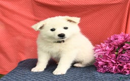 American Eskimo dogs for sale: Meadow - Image 6