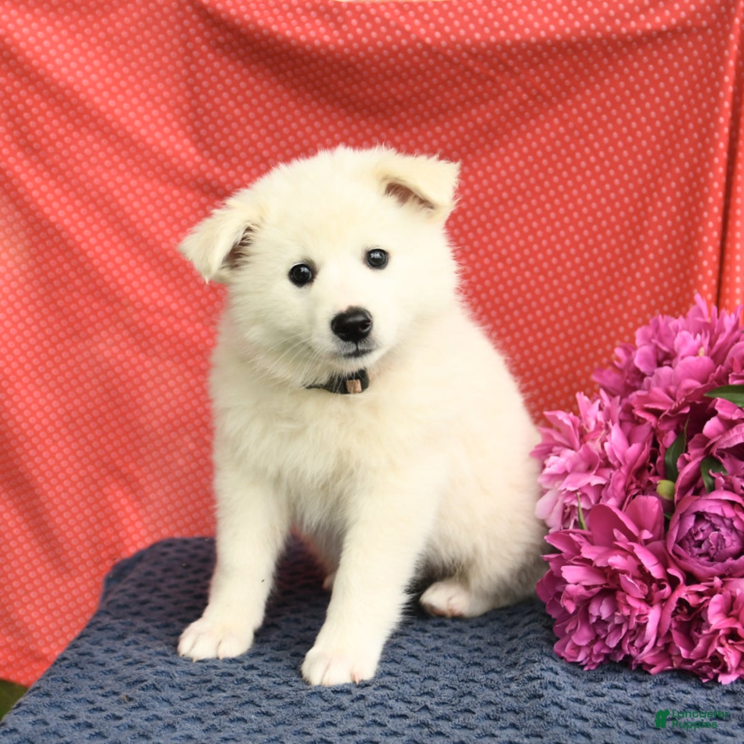 American Eskimo dogs for sale: Meadow - Image 6