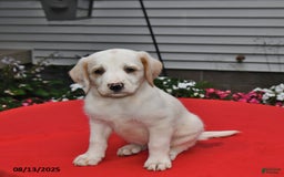 Goldador dogs for sale: Maddie - Image 3