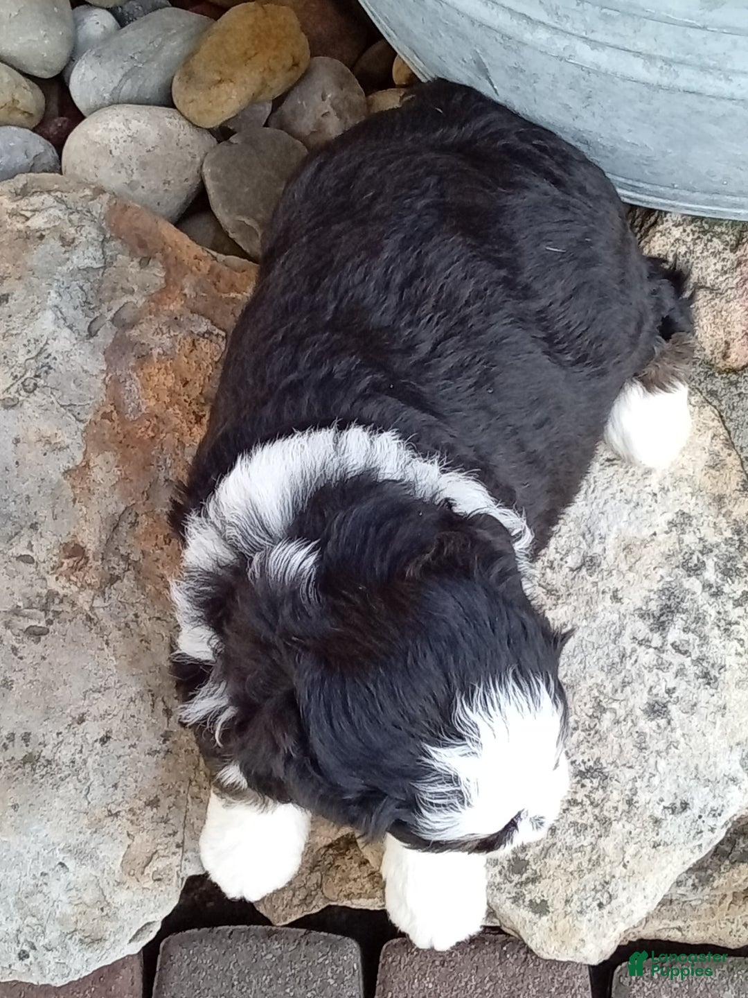Mini Bernedoodle dogs for sale: Banjo - Image 25