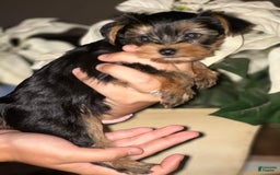 Yorkshire Terrier dogs for sale: Boy 2 - Image 2