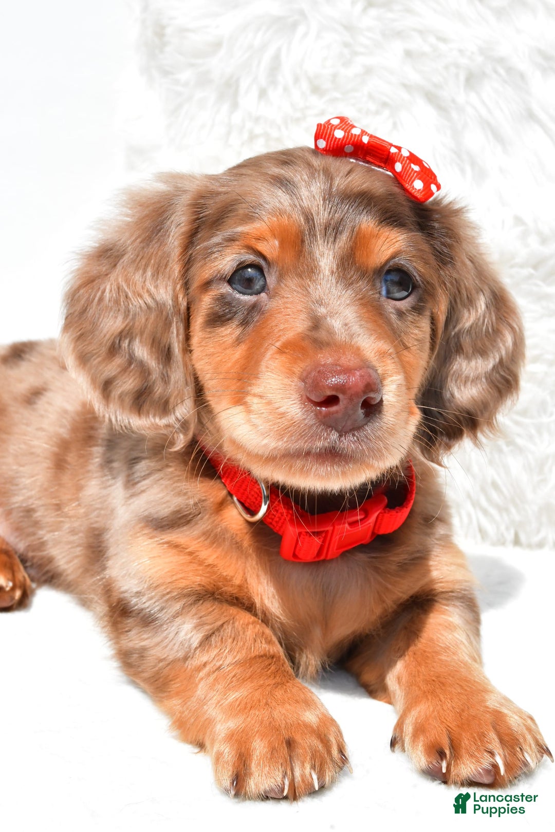 Dachshund dogs for sale: Kody - Image 5