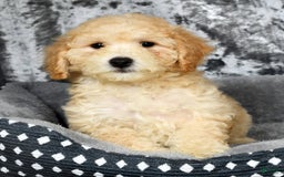 Bichpoo dogs for sale: Kip - Image 12