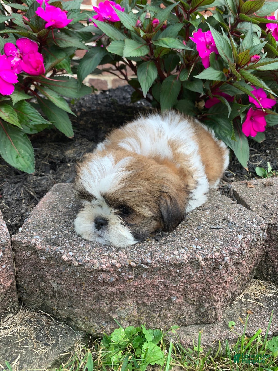 Shih Tzu dogs for sale: Luca - Image 6