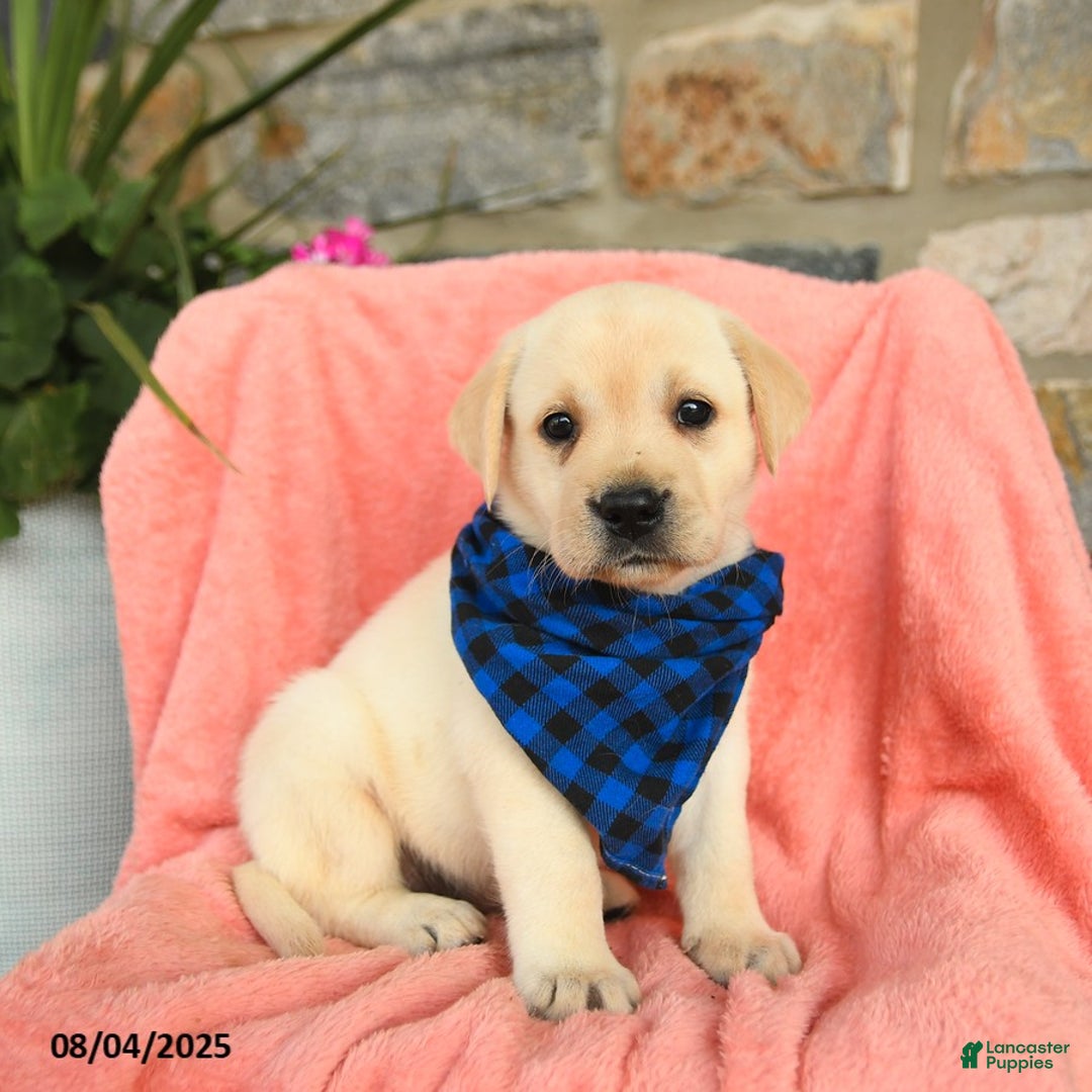 Labrador Retriever dogs for sale: Labrador Retriever 6 puppies - Image 6