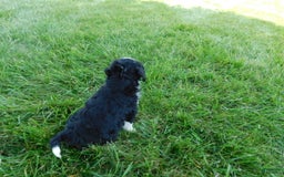 Mini Bernedoodle dogs for sale: Kelsey - Image 2