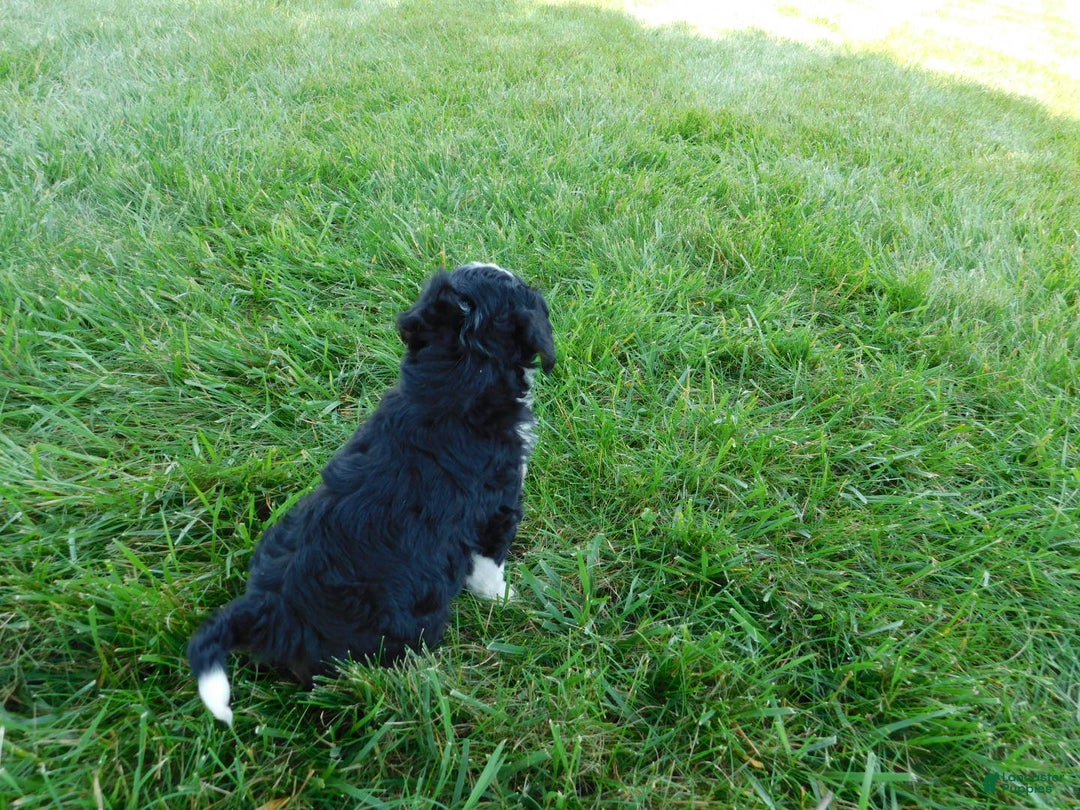 Mini Bernedoodle dogs for sale: Kelsey - Image 2