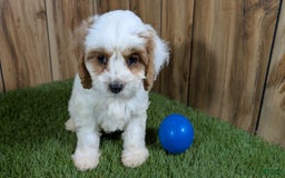Cavapoo dogs for sale: Fiona Boy 1 - Image 7