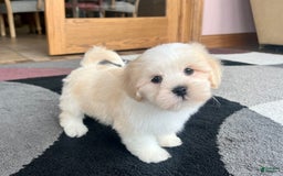Lhasa Apso dogs for sale: Beau - Image 5