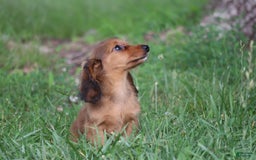 Miniature Dachshund dogs for sale: Dora - Image 9