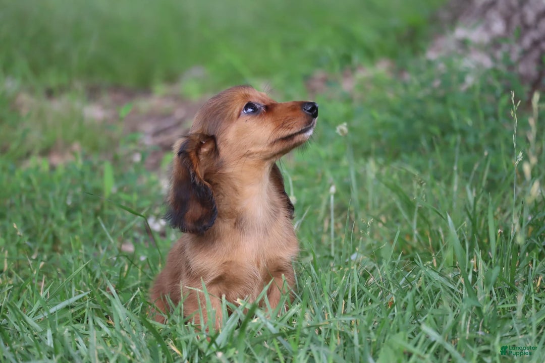 Miniature Dachshund dogs for sale: Dora - Image 9