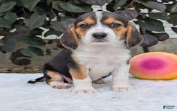 Beagle dogs for sale: Lilly - Image 10