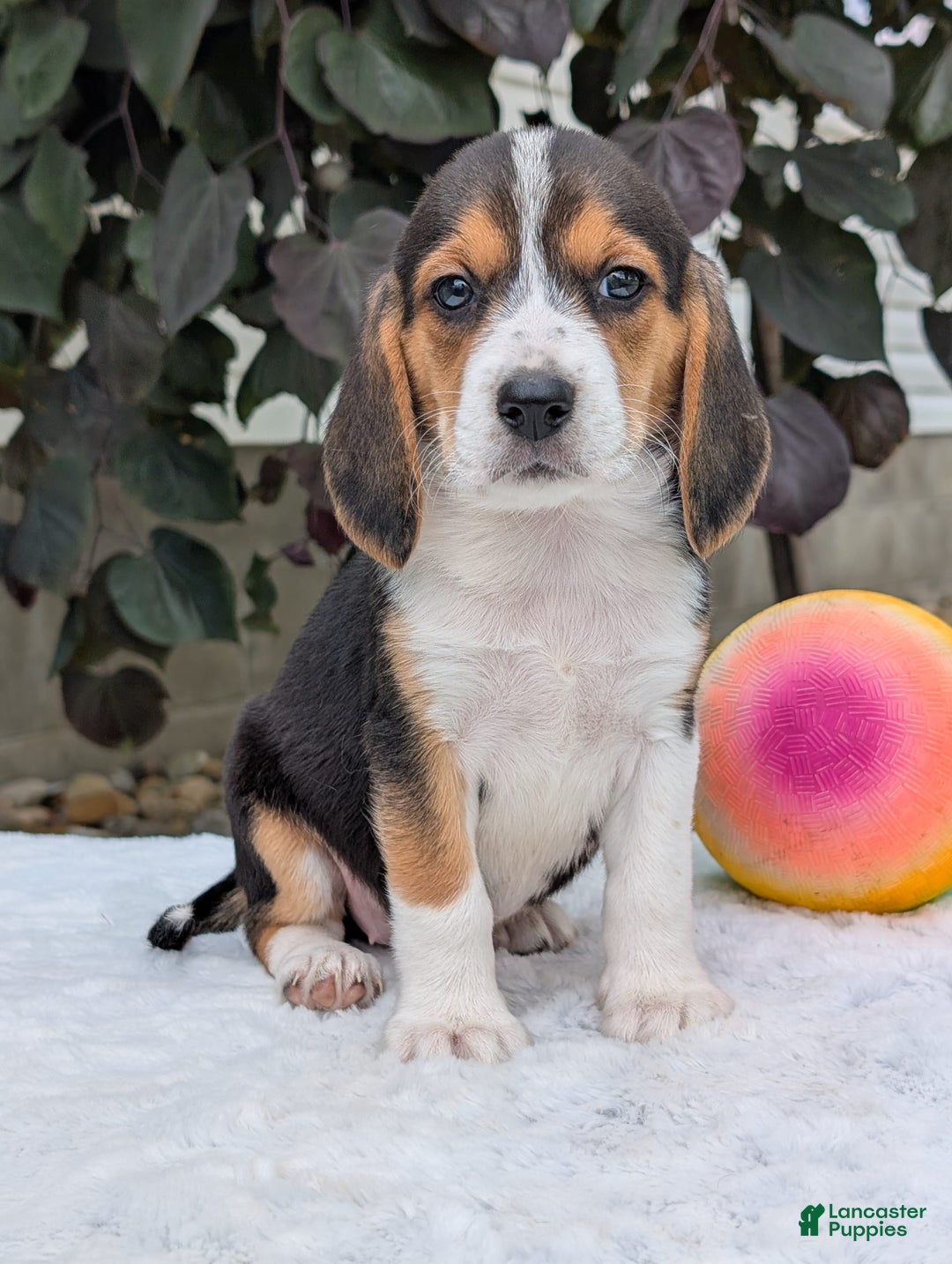 Beagle dogs for sale: Lilly - Image 10