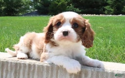 Cavalier King Charles Spaniel dogs for sale: Roxy - Image 2