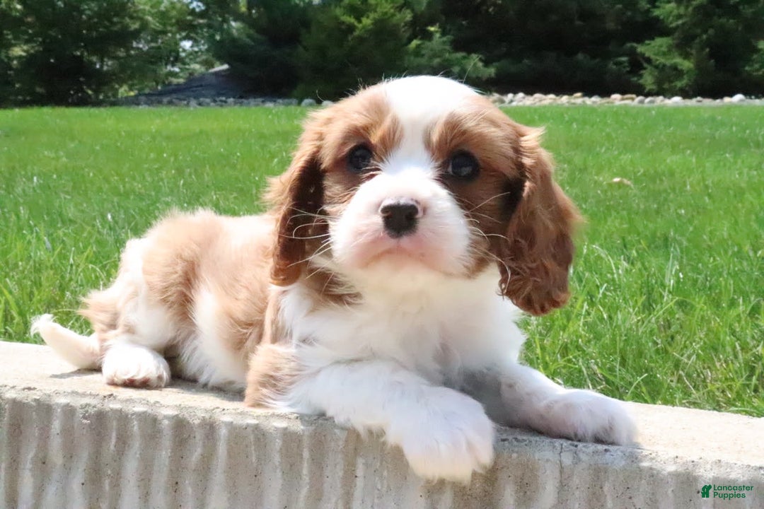 Cavalier King Charles Spaniel dogs for sale: Roxy - Image 2