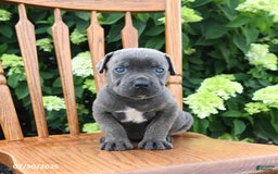 Cane Corso dogs for sale: Shadow - Image 3