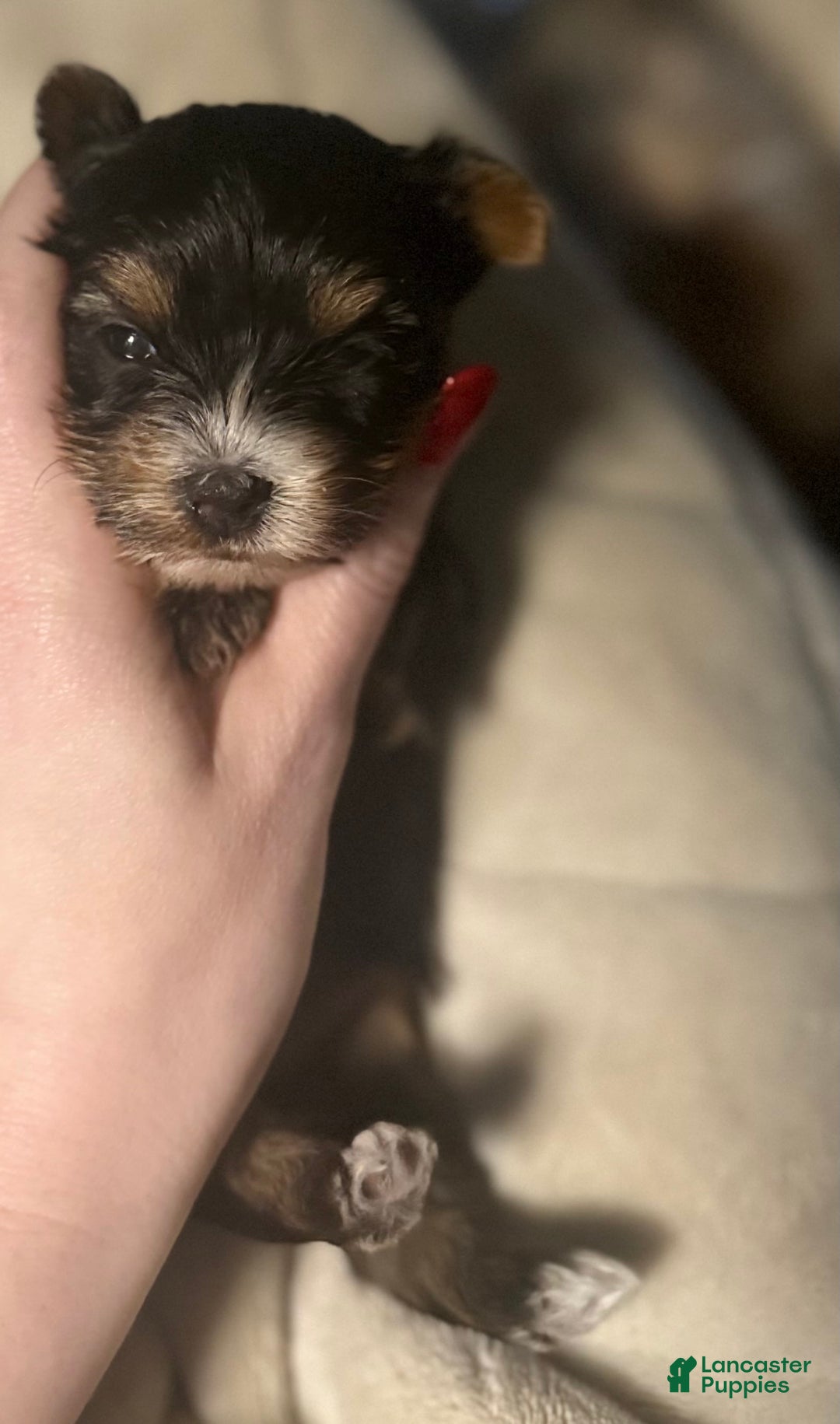 Yorkshire Terrier dogs for sale: Polly - Image 6