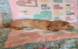 Miniature Dachshund dogs for sale: Chase - Image 3