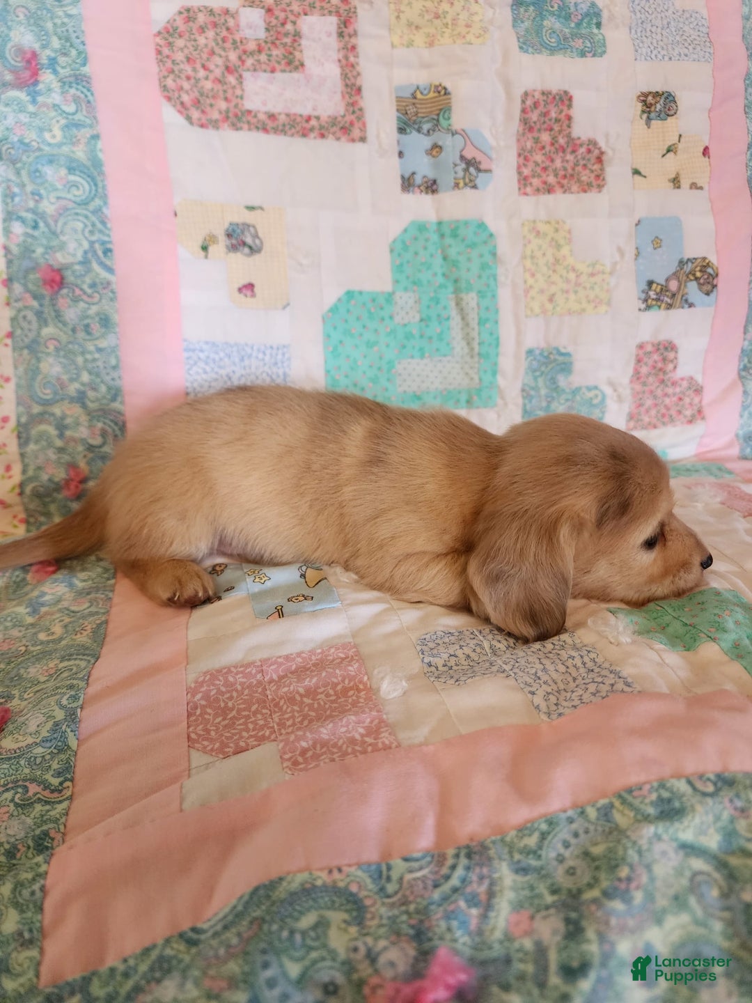 Miniature Dachshund dogs for sale: Chase - Image 3