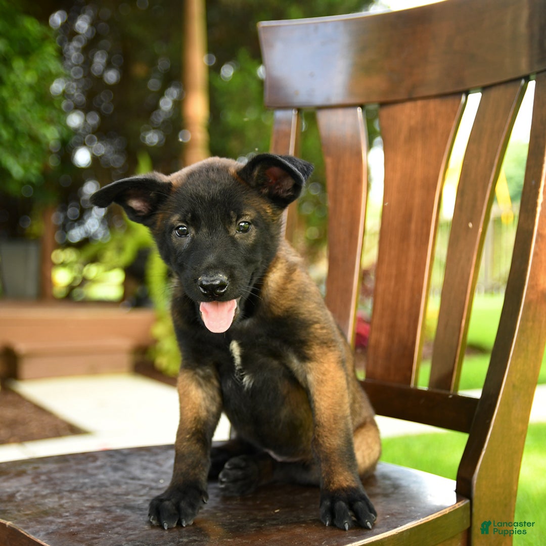 Belgian Malinois dogs for sale: Ada - Image 3