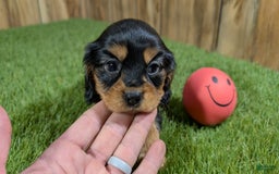 Cavalier King Charles Spaniel dogs for sale: Brin Girl 1 - Image 1